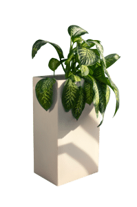RUELLIA